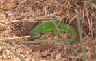 Green Lizard by Andrew Koester