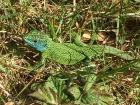 Green Lizard by Mick Dryden