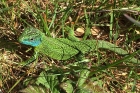 Green Lizard by Mick Dryden