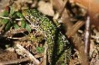 Green Lizard by Mick Dryden
