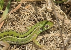 Green Lizard by Vikki Robertson