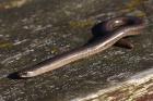 Slow Worm by Mick Dryden