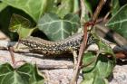 Wall Lizard by Mick Dryden Wall Lizard by Mick Dryden