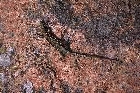 Wall Lizard by Richard Perchard Wall Lizard by Richard Perchard