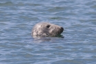 Atlantic Grey Seal by Mick Dryden