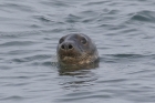 Grey Seal by Mick Dryden