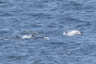 Bottle-nosed Dolphins by Mick Dryden Bottle-nosed Dolphins by Mick Dryden