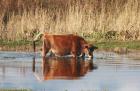 Jersey Cow by Roy Filleul