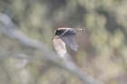 Pipistrelle by Trevor Biddle