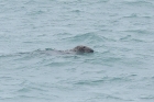 Grey Seal by Mick Dryden Grey Seal by Mick Dryden
