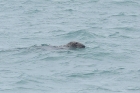 Grey Seal by Mick Dryden