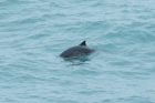 Harbour Porpoise by Mick Dryden Harbour Porpoise by Mick Dryden