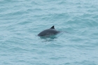 Harbour Porpoise by Mick Dryden