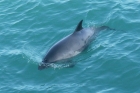 Harbour Porpoise by Mick Dryden