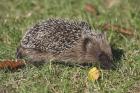 Hedgehog by Mick Dryden