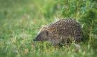 Hedgehog by Kris Bell