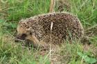 Hedgehog by Mick Dryden