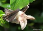 Long-eared Bat by Vikki Robertson