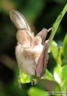 Long-eared Bat by Vikki Robertson