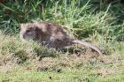 Brown Rat by Mick Dryden