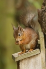 Red Squirrel by Mick Dryden