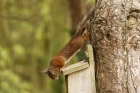 Red Squirrel by Mick Dryden