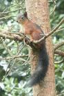 Red Squirrel by Mick Dryden Red Squirrel by Mick Dryden
