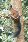 Red Squirrel by Mick Dryden