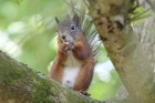 Red Squirrel by Keith Pyman