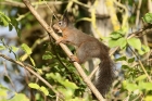 Red Squirrel by Mick Dryden