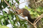 Red Squirrel by Mick Dryden