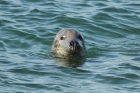 Grey Seal