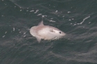 Sunfish by Mick Dryden