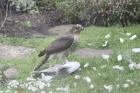 Sparrowhawk