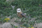 Barn Owl by Mick Dryden