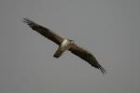 Bonelli's Eagle by Mick Dryden