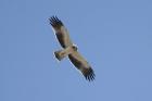 Booted Eagle by Mick Dryden