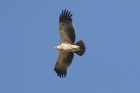 Booted Eagle by Mick Dryden