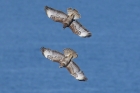 Common Buzzard by Mick Dryden