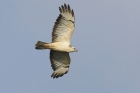 Common Buzzard by Mick Dryden