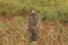 Buzzard by Mick Dryden