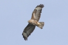 Common Buzzard by Mick Dryden