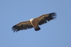Griffon Vulture by Mick Dryden