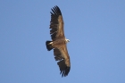 Griffon Vulture by Mick Dryden