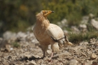 Egyptian Vulture by Mick Dryden