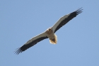 Egyptian Vulture by Mick Dryden