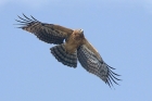 Honey Buzzard by Mick Dryden