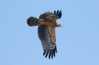 Honey Buzzard by Mick Dryden