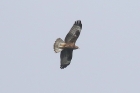 Honey Buzzard by Mick Dryden