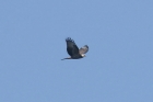 Honey Buzzard by Mick Dryden